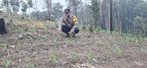 Bhabinkamtibmas Minas Jaya Cek Pertumbuhan Jagung Program Ketahanan Pangan Nasional di Area Telago