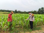 Polsek Pasir Penyu Dorong Warga Manfaatkan Lahan Pekarangan Untuk Dukung Ketahanan Pangan Nasional