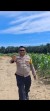 Usia 47 Hari, Tanaman Jagung Pipil di Rantau Bertuah Tumbuh hingga 1,85 Meter