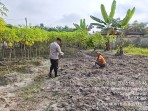 Bhabinkamtibmas Polsek Pasir Penyu Ajak Warga Optimalkan Pekarangan dengan Budidaya Singkong demi Ketahanan Pangan
