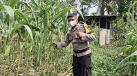 Bhabinkamtibmas Polsek Minas Selalu Rutin Cek Perkembangan Jagung Program Ketahanan Pangan Nasional di Minas Jaya
