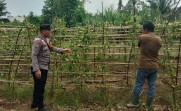 Bhabinkamtibmas Polsek Pasir Penyu Ajak Warga Kembangkan Budidaya Pare, Lahan Pekarangan Jadi Penopang Ketahanan Pangan