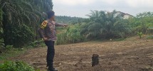 Polsek Minas Dampingi Kelompok Tani Bersihkan Lahan, Persiapan Tanam Jagung Pipil Kuartal II