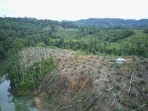 Seblat di Ujung Tanduk: Sawit Meluas, Habitat Gajah Menyusut, Negara Justru Membuka Ruang Legalisasi