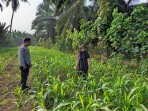 Bhabinkamtibmas Pasir Penyu Pantau Perkembangan Jagung Pipil, Tanaman Tumbuh Subur Dukung Swasembada Pangan 2026