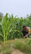 Bhabinkamtibmas Cek Perkembangan Jagung Program Ketahanan Pangan di Minas Jaya, Usia Tanam 52 Hari