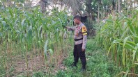 Polsek Minas Cek Perkembangan Jagung Pipil Program Ketahanan Pangan di Minas Jaya