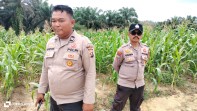 Dicek Wakapolsek Minas, Jagung Pipil di Rantau Bertuah Tumbuh Subur