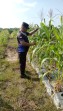 Jagung Pipil Program Ketahanan Pangan Nasional Usia 65 Hari di Lahan Warga