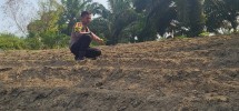 Polsek Minas Dampingi Persiapan Lahan Jagung Pipil Seluas 1/2 Hektare di Minas Barat