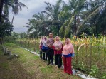 Wujudkan Swasembada Pangan, Polsek Pasir Penyu Intensif Monitoring Lahan Jagung