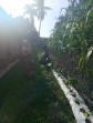 Dukung Program Nasional, Polsek Pasir Penyu Awasi Perkembangan Jagung Pipil di Inhu