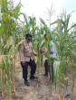 Bhabinkamtibmas Polsek Minas Pastikan Pertumbuhan Jagung Pipil di Minas Barat Berjalan Optimal