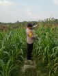 Jagung Pipil di Mandiangin Tumbuh hingga 120 Cm, Polsek Minas Pantau Program Ketahanan Pangan Nasional 