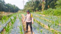 Program Ketahanan Pangan Jagung Pipil di Minas Timur Terus Dipantau, Tanaman Usia 35 Hari Tumbuh Baik