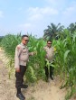 Polsek Minas Pantau Budidaya Jagung Program Ketahanan Pangan di Minas Jaya