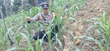 Polsek Minas Pantau Jagung Program Ketahanan Pangan di Minas Jaya, Usia 22 Hari Tumbuh Subur