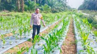 Polsek Minas Pantau Perkembangan Jagung Pipil di Minas Timur, Tanaman Tumbuh Baik