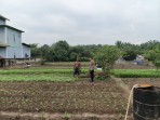 Dukung Program Ketahanan Pangan Nasional, Bhabinkamtibmas Polsek Pasir Penyu Ajak Warga Manfaatkan Pekarangan untuk Bertani