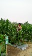 Polsek Minas Cek Perkembangan Jagung Pipil di Mandiangin, Tinggi Tanaman Capai 110 Cm