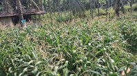 Polsek Minas Cek Perkembangan Jagung Program Ketahanan Pangan Kuartal II di Minas Jaya