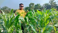 Bhabinkamtibmas Polsek Minas Cek Perkembangan Jagung Program Ketahanan Pangan, Tanaman Usia 32 Hari Tumbuh Baik