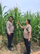 Tanaman Jagung di Rantau Bertuah Tumbuh Hingga 2 Meter, Mulai Berbunga dan Bertongkol