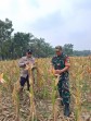 Jagung Pipil Usia 102 Hari di Rantau Bertuah Siap Panen, Polsek Minas Lakukan Pengecekan