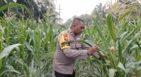 Polsek Minas Pantau Jagung Pipil Usia 67 Hari di Minas Timur, Pertumbuhan Dinilai Baik