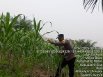 Bhabinkamtibmas Polsek Minas Pantau Pertumbuhan Jagung Pipil Usia 50 Hari di Minas Barat