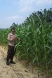 Usia 41 Hari, Jagung Pipil Seluas 1,5 Hektare di Rantau Bertuah Tumbuh Baik