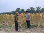 Usia 96 Hari, Tanaman Jagung Poktan Dahlia Kuning di Minas Mulai Masuk Tahap Pra Panen