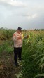 Polsek Minas Cek Perkembangan Jagung Pipil di Mandiangin, Tanaman Capai Tinggi 2 Meter