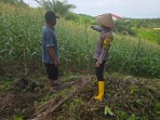 Bhabinkamtibmas dan Kelompok Tani Pasang Tonggak Penyangga Jagung di Minas Timur Hadapi Musim Hujan