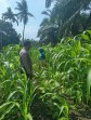 Dukung Swasembada Pangan 2026, Polsek Pasir Penyu Pantau Perkembangan Jagung Pipil di Tanjung Gading