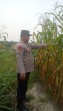 Bhabinkamtibmas Cek Perkembangan Jagung Pipil Program Ketahanan Pangan Nasional di Kampung Mandiangin