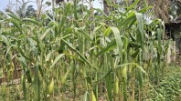Polsek Minas Pantau Jagung Pipil Kuartal II di Minas Jaya, Separuh Tanaman Rusak Diserang Monyet