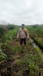 Polsek Minas Pantau Perkembangan Jagung Pipil Usia 78 Hari di Kampung Mandiangin