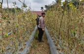 Dukung Ketahanan Pangan Nasional, Bhabinkamtibmas Desa Serumpun Jaya Ajak Warga Optimalkan Budidaya Timun