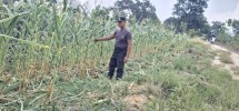 Bhabinkamtibmas Kelurahan Minas Jaya Rutin Cek Perkembangan Jagung Program Ketahanan Pangan Nasional 