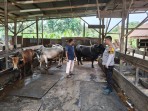 Bhabinkamtibmas Polsek Pasir Penyu Sambangi Peternak Sapi, Dorong Kemandirian Pangan Masyarakat