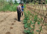 Bhabinkamtibmas Polsek Pasir Penyu Dorong Warga Budidaya Gambas, Perkuat Ketahanan Pangan dari Pekarangan Rumah