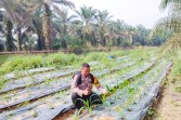 Polsek Minas Pantau Jagung Pipil Usia 25 Hari di Minas Timur, Tanaman Tumbuh Baik