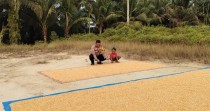 Bhabinkamtibmas Minas Timur Dampingi Penjemuran Jagung Hasil Panen Warga, Dukung Program Ketahanan Pangan Nasional 