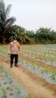 Bhabinkamtibmas Polsek Minas Pantau Pertumbuhan Jagung Pipil Usia 21 Hari di Kampung Mandiangin