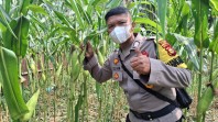 Pantau Ketahanan Pangan, Polsek Minas Cek Perkembangan Jagung 65 Hari di Minas Jaya