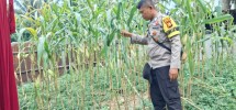 Kapolsek Minas Cek Jagung Pipil Usia 77 Hari, Tongkol Membesar Meski Diterpa Panas Ekstrem