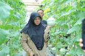 Panen Melon di Buantan Besar, Bupati Afni : Bukti nyata Dana Desa Tingkatkan PAD