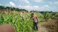 Usia 78 Hari, Jagung Pipil di Mandiangin Capai Tinggi 135 Cm, Terkendala Hama Monyet