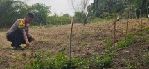 Bhabinkamtibmas Polsek Minas Pantau Perkembangan Jagung Pipil Usia 25 Hari di Minas Barat, Tumbuh Subur di Lahan Setengah Hektare